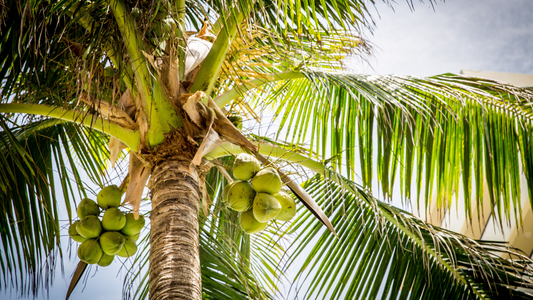 ¿Dónde se produce el mejor aceite de coco?